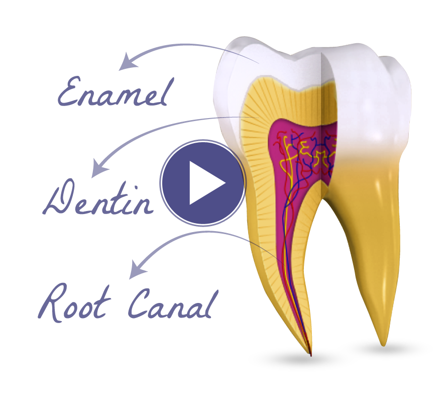 3D Dental Patient Education Videos for Dentists