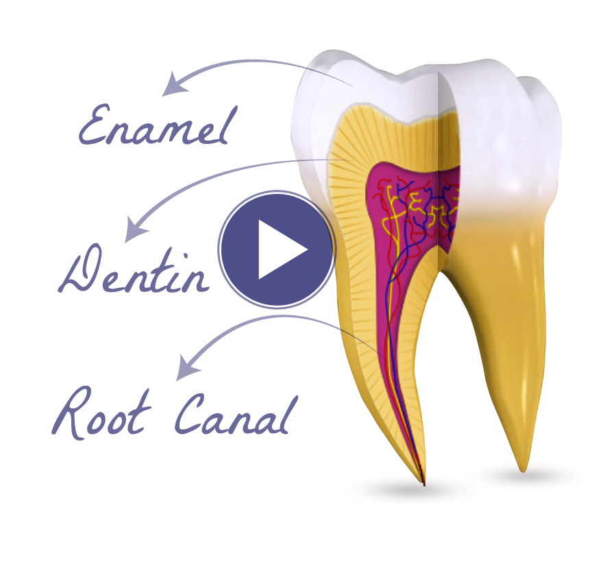 3D Dental Patient Education