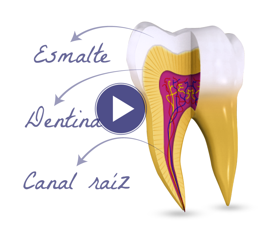 Videos educativos en 3D de pacientes dentales en 3D para todos los  tratamientos dentales